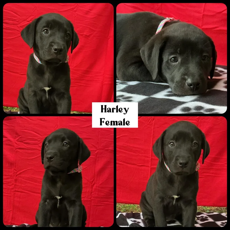 Harley  "Duck" Litter thumbnail 4