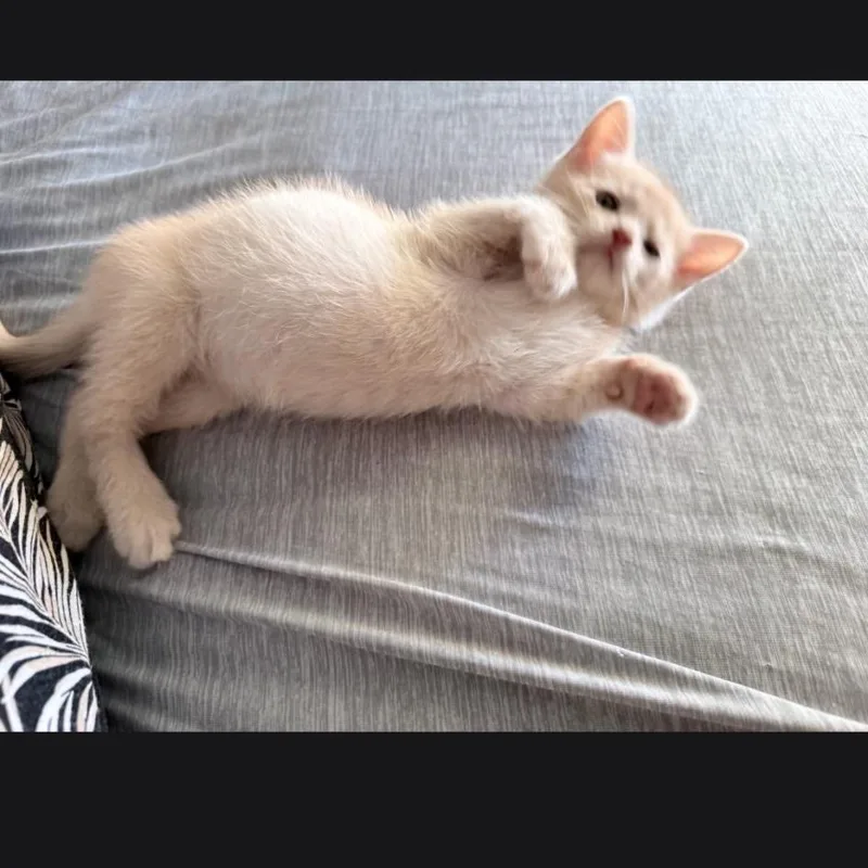 A baby small-sized male Buff / Tan / Fawn Domestic Short Hair cat named Mr.Potatoe for adoption in Calimesa, CA