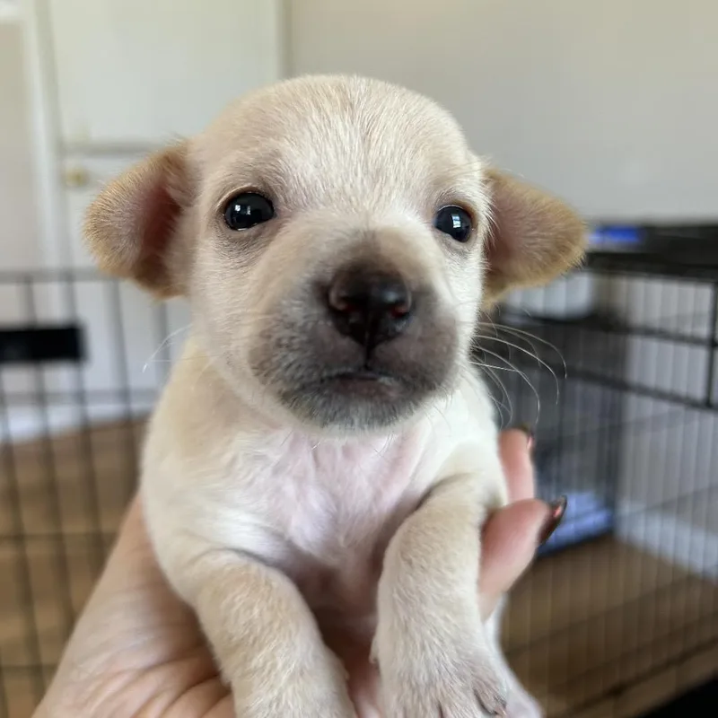 A baby small-sized male Yellow / Tan / Blond / Fawn Mixed Breed dog named Blizzard for adoption in Leander, TX