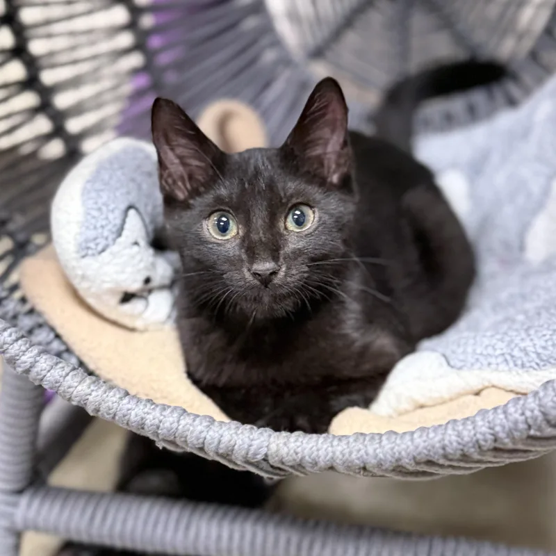 A baby medium-sized male Domestic Short Hair cat named Mo for adoption in Collierville, TN