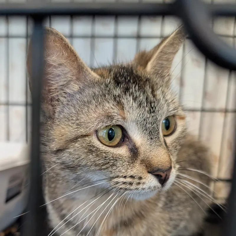 A young small-sized female Brown / Chocolate Domestic Short Hair cat named Ella for adoption in Bel Air, MD