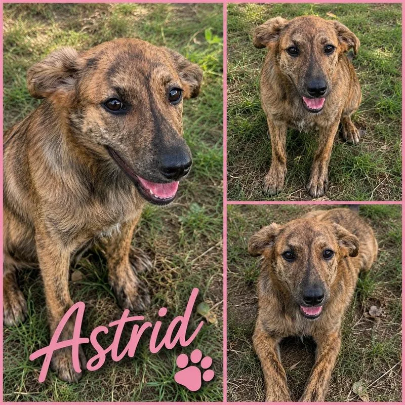 Astrid