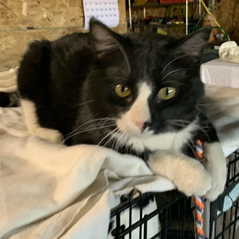An adult medium-sized male Black & White / Tuxedo Domestic Short Hair cat named Buck for adoption in Stockholm, WI