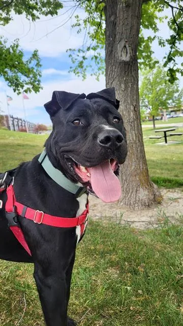An adult large-sized male Pit Bull Terrier dog named Spaghetti for adoption in West Valley City, UT