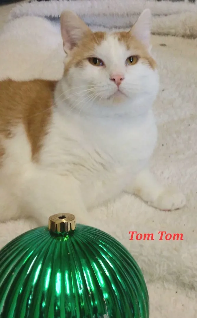 Tom Tom thumbnail 2
