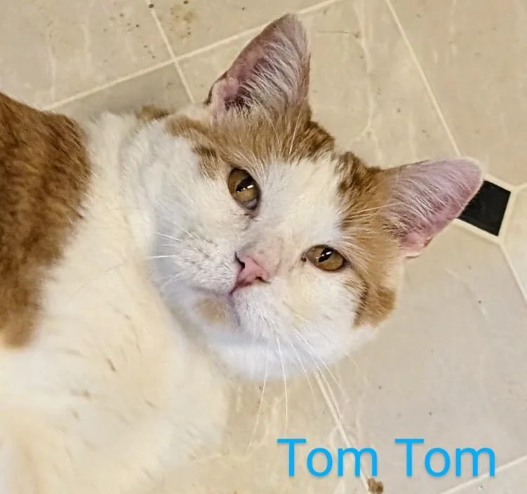 Tom Tom