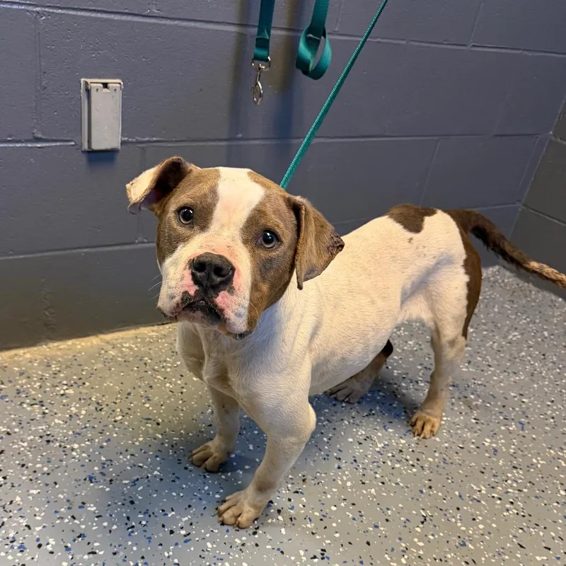 An adult medium-sized female White / Cream English Bulldog dog named Tuscstray for adoption in Tuscaloosa, AL