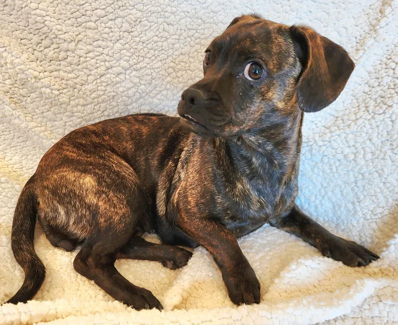 Penelope thumbnail 2