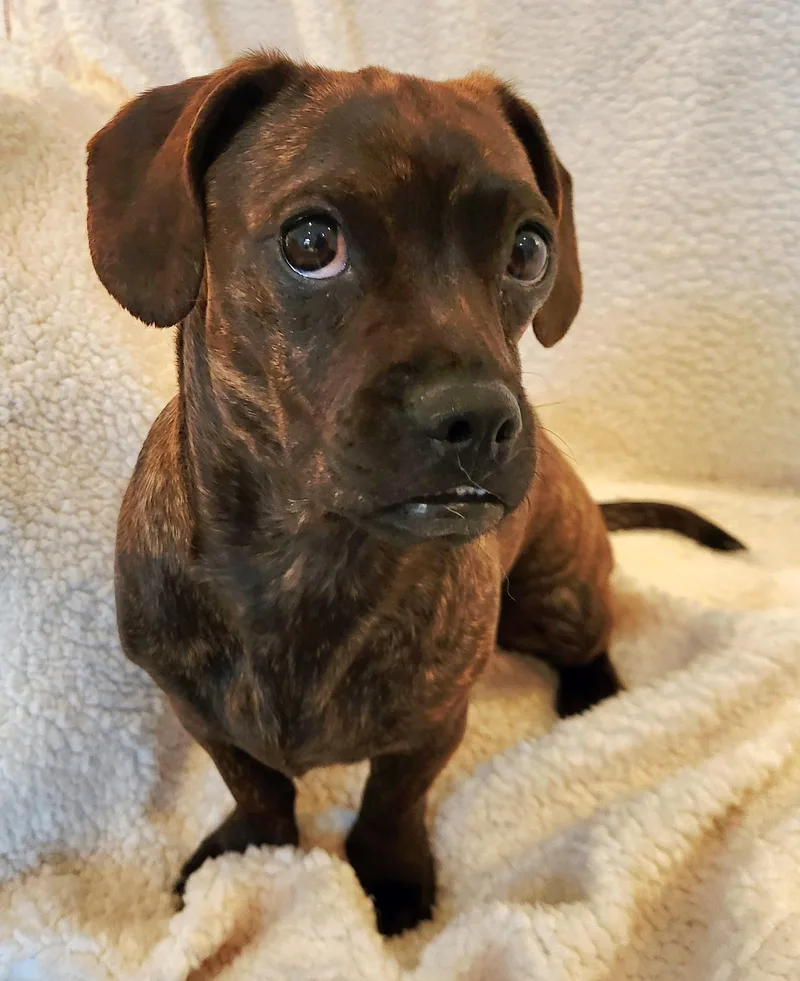 Penelope thumbnail 3