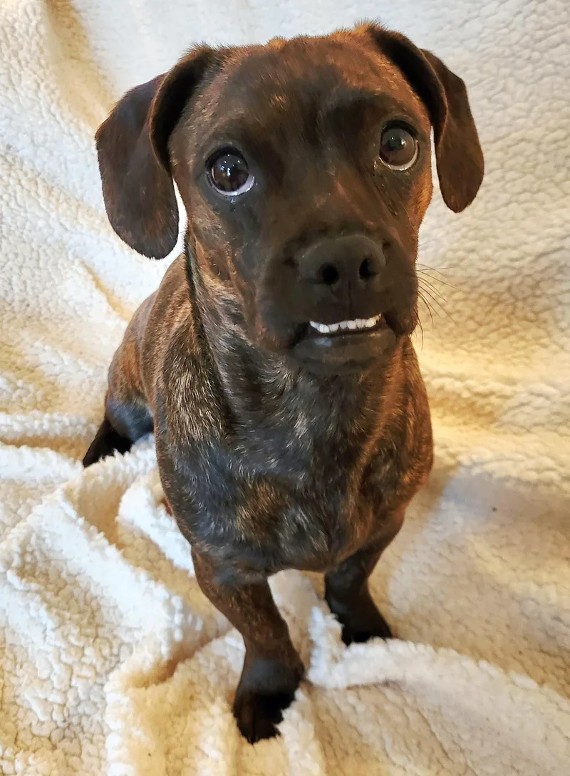 Penelope thumbnail 4