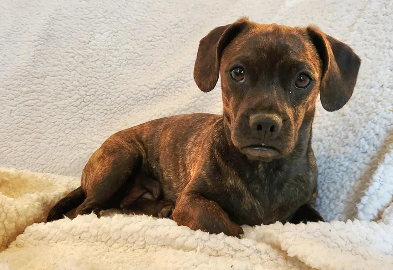 Penelope thumbnail 5