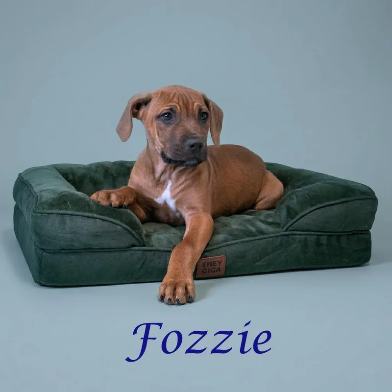 Fozzie D