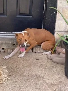 An adult small-sized female Mixed Breed dog named Daisy for adoption in Dallas, TX