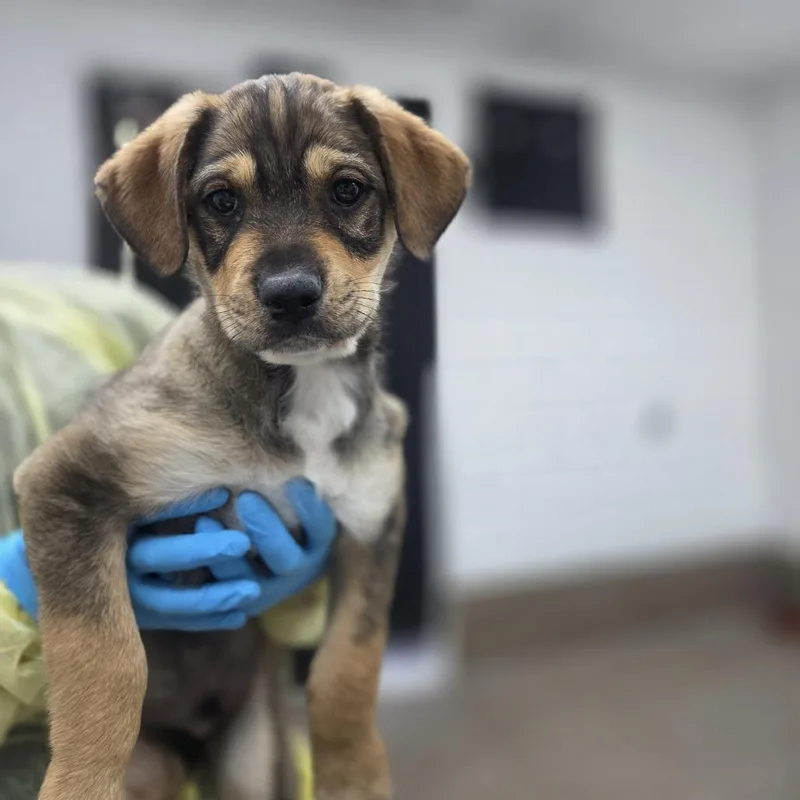 A baby small-sized male Yellow / Tan / Blond / Fawn Wirehaired Terrier dog named Epsilon for adoption in Incline Village, NV