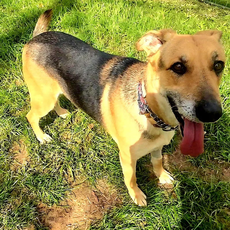 An adult medium-sized female Bicolor German Shepherd Dog dog named Lisa for adoption in Cleveland, TX