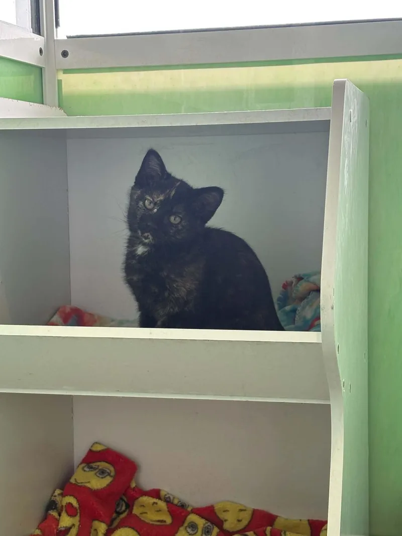 A baby medium-sized female Tortoiseshell American Shorthair cat named Marcia Brady for adoption in Barboursville, WV