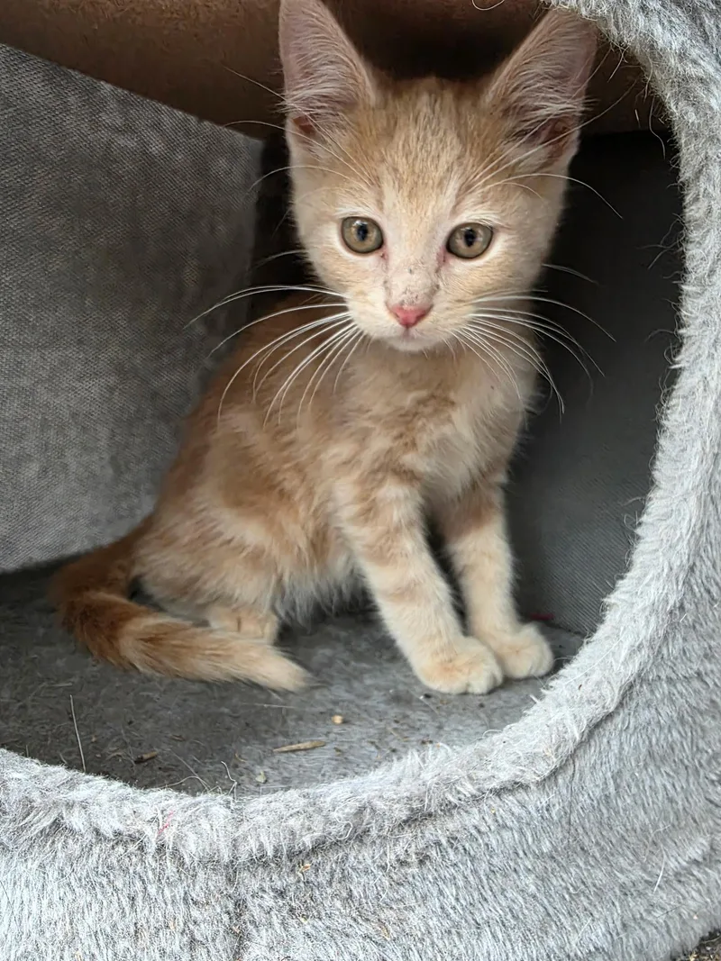 A baby medium-sized male Domestic Short Hair cat named Rusty for adoption in Carnegie, OK