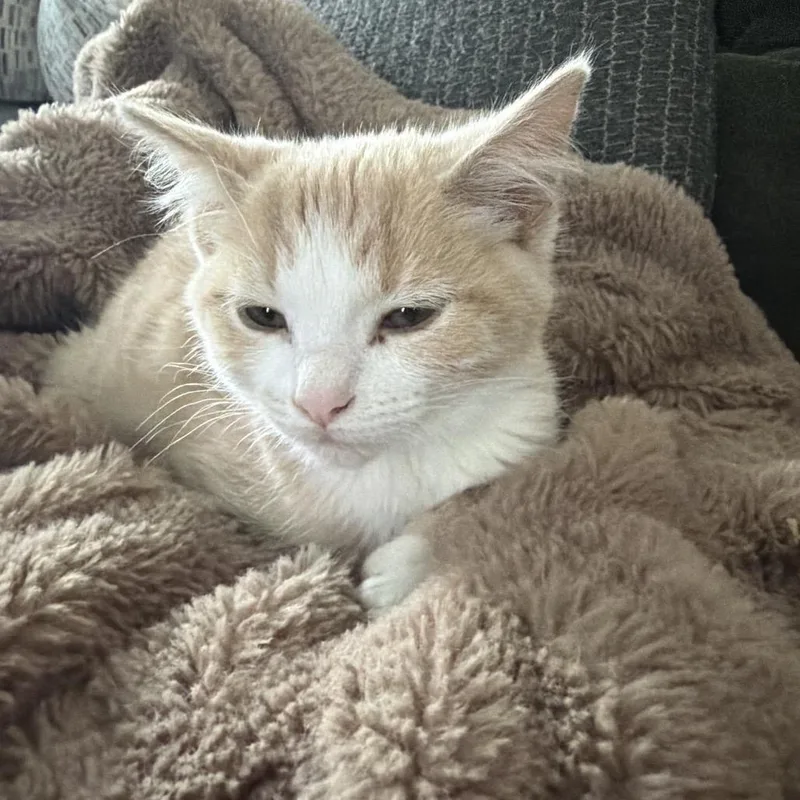 A baby small-sized male Buff / Tan / Fawn Domestic Short Hair cat named Aladdin Storesund for adoption in Eagle Mountain, UT