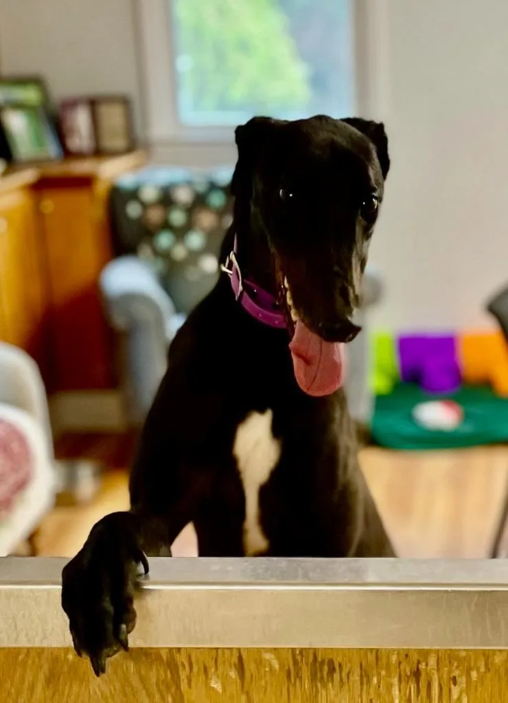 A young large-sized male Greyhound dog named Eric for adoption in Hopkinton, MA