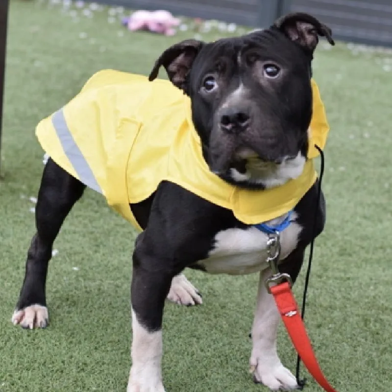 An adult medium-sized male Black Mixed Breed dog named Pothos for adoption in New York, NY