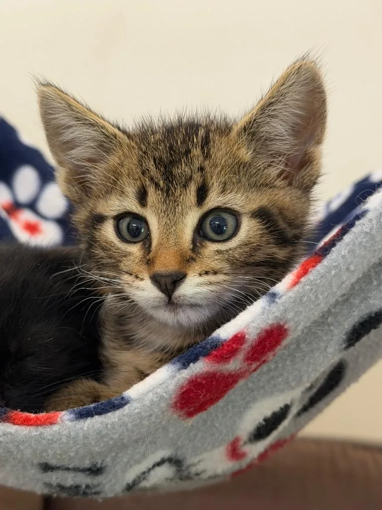 A baby medium-sized male Domestic Short Hair cat named Larry for adoption in Menomonie, WI