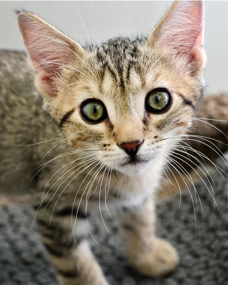 A baby medium-sized male Domestic Short Hair cat named Tommy for adoption in Corrales, NM