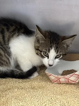 A baby small-sized male Domestic Short Hair cat named London for adoption in Madison, NJ