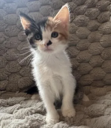 A baby small-sized female Domestic Short Hair cat named Pebbles for adoption in Colorado Springs, CO