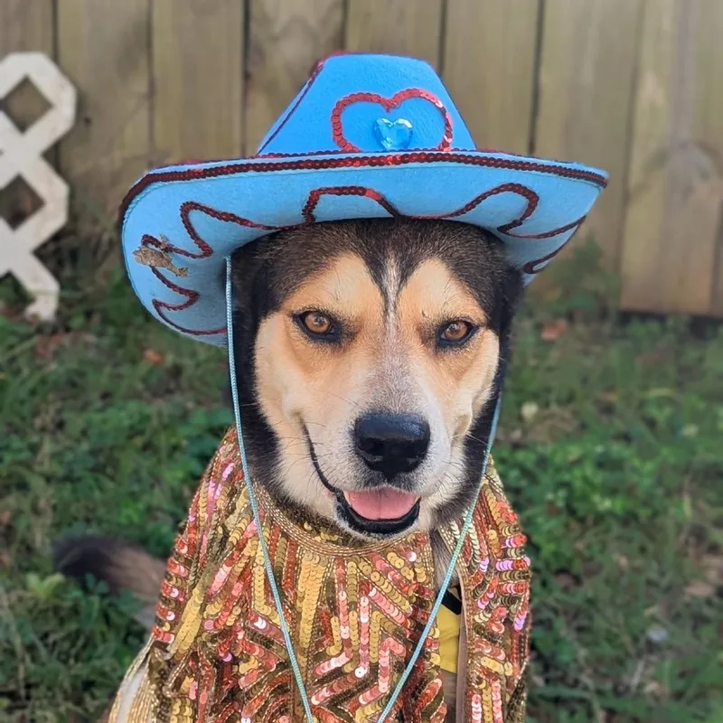 An adult medium-sized male Sable German Shepherd Dog dog named Rocky for adoption in New Orleans, LA