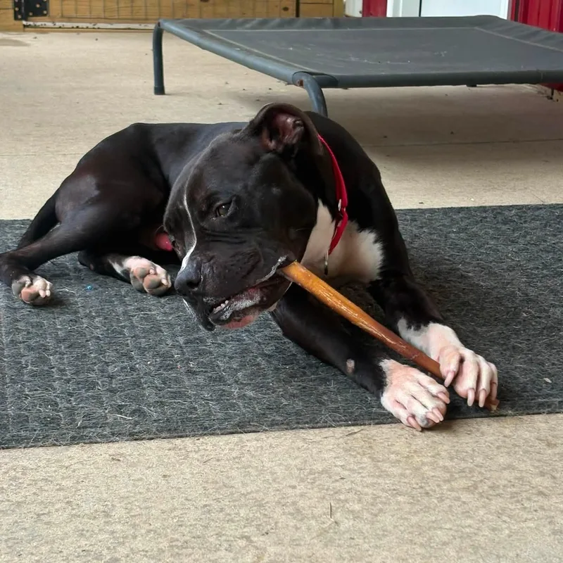 An adult medium-sized male Black Boxer dog named Sparks for adoption in Grafton, OH
