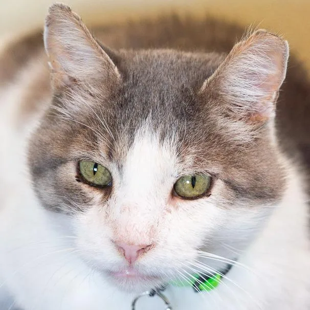 A senior large-sized male Gray / Blue / Silver Domestic Short Hair cat named Ostrich for adoption in Lakewood, CO