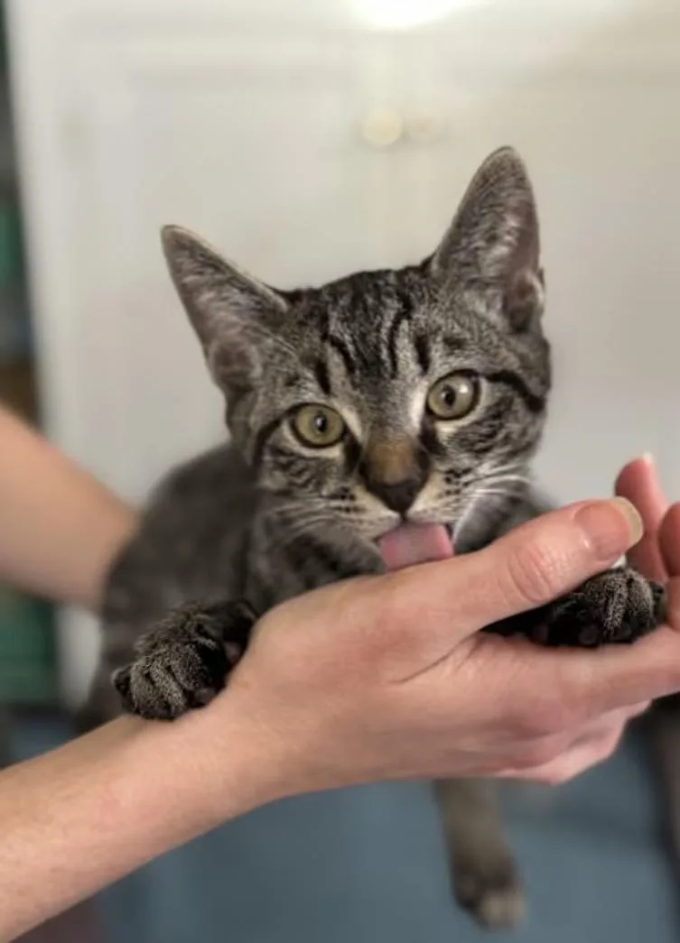 A baby medium-sized male Tabby (Brown / Chocolate) Domestic Short Hair cat named Grits for adoption in Greensboro, NC