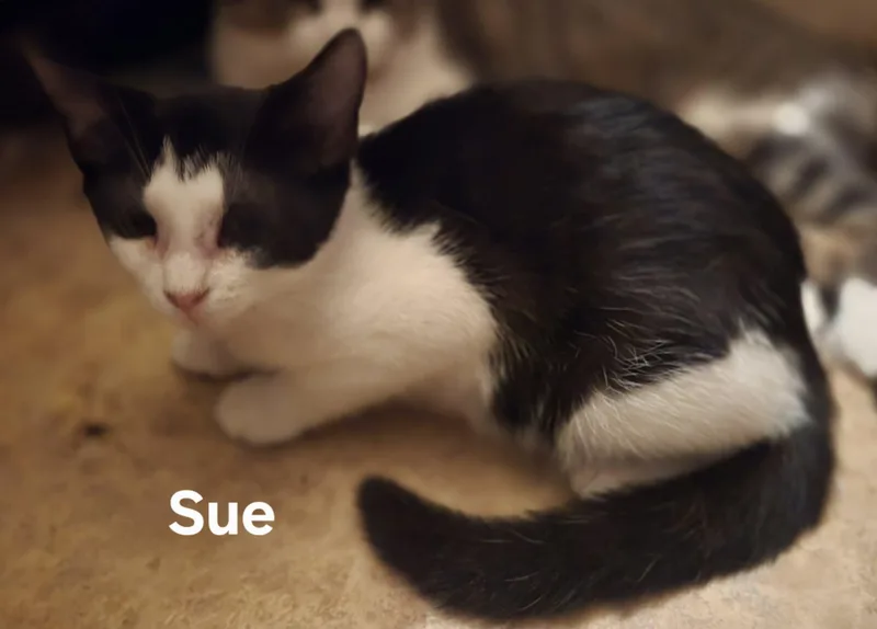 A baby medium-sized female Black & White / Tuxedo Domestic Short Hair cat named Sue for adoption in Chicopee, MA