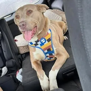 An adult large-sized female Yellow / Tan / Blond / Fawn Pit Bull Terrier dog named Gracie for adoption in Overland Park, KS