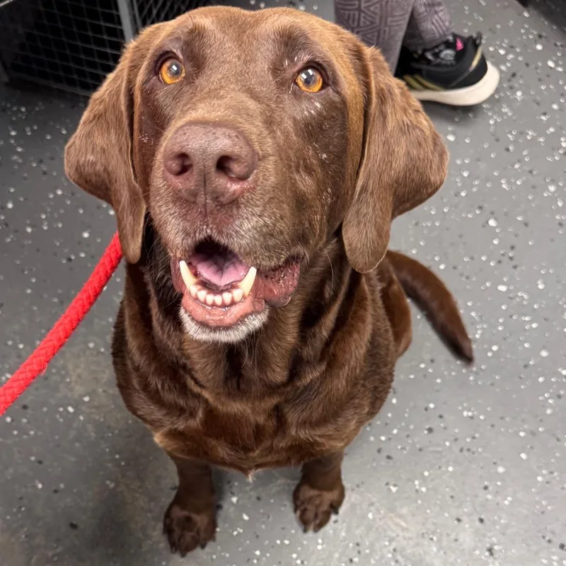 An adult large-sized female Brown / Chocolate Mixed Breed dog named Belinda for adoption in Columbiana, AL
