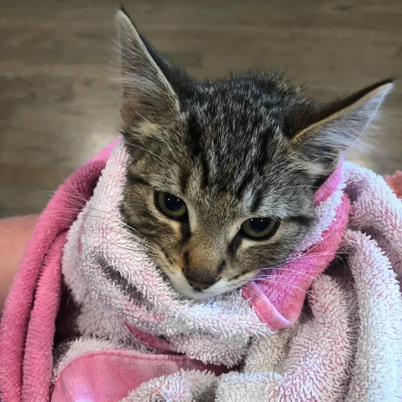 Johnny Depp thumbnail 3