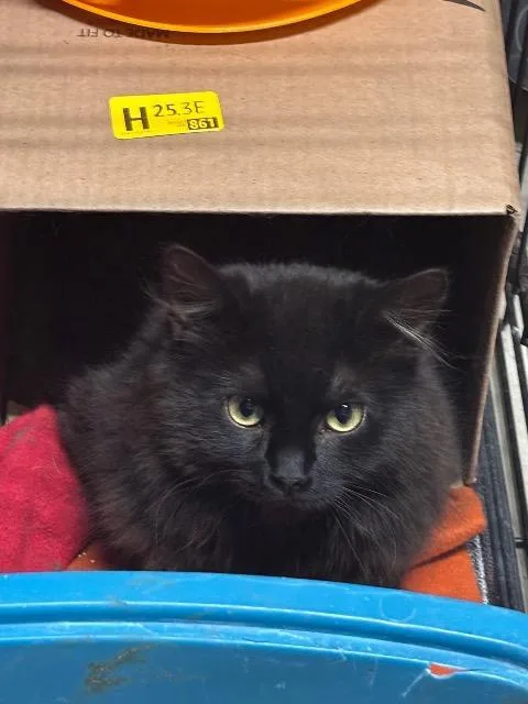Peppercorn