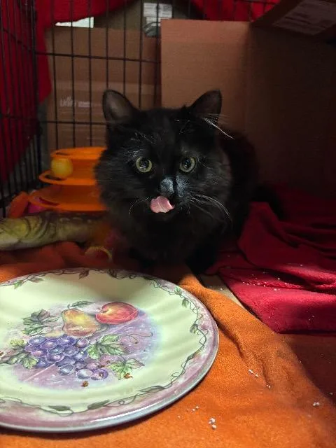 Peppercorn thumbnail 2