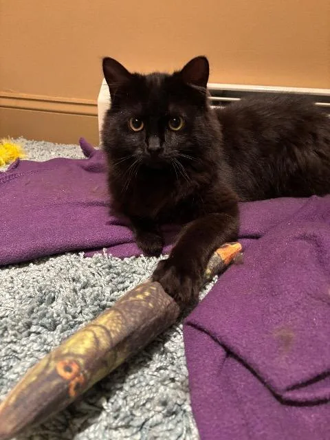Peppercorn thumbnail 3