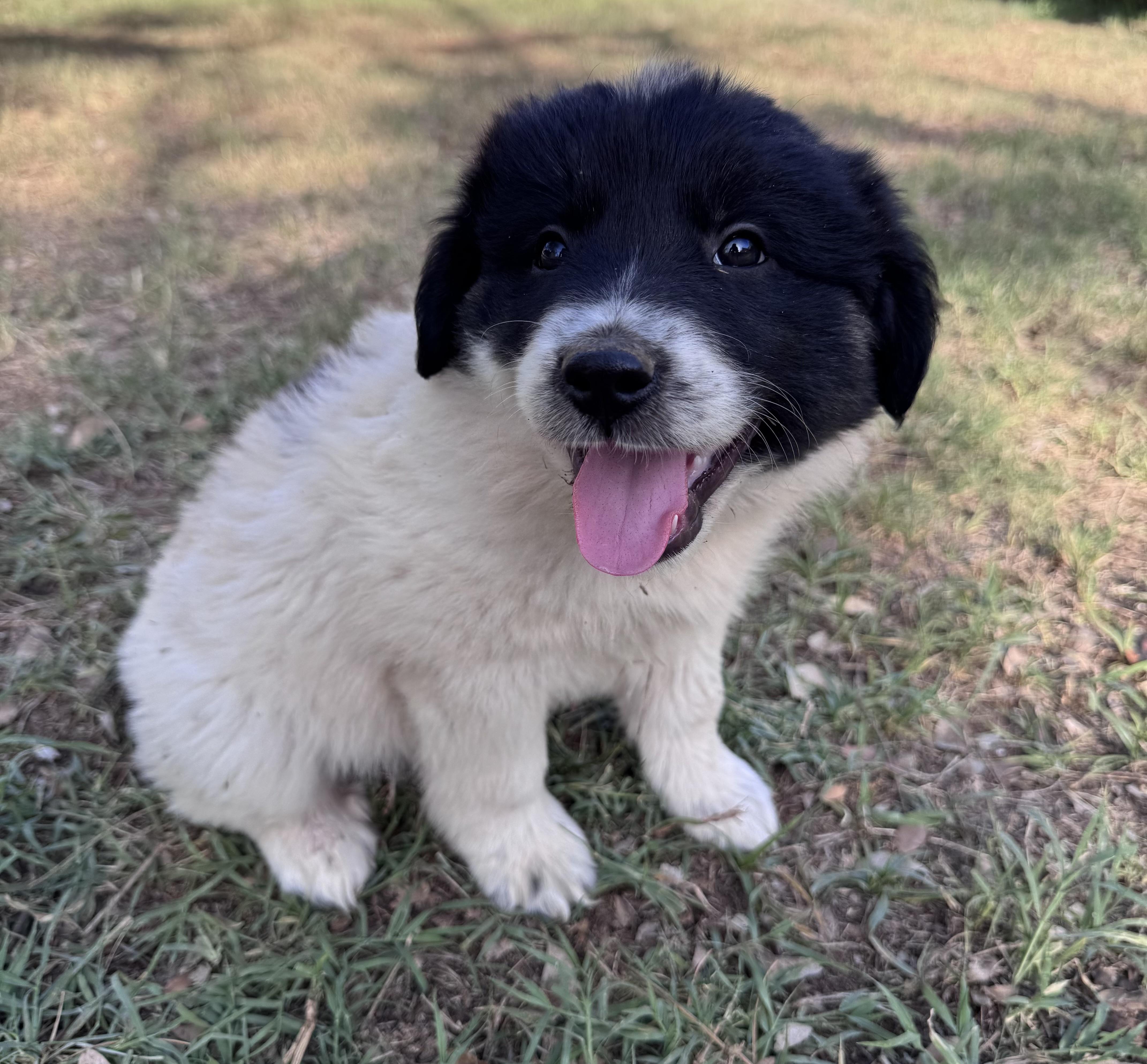 A baby large-sized male Bicolor Great Pyrenees dog named Doc for adoption in Rochester, TX