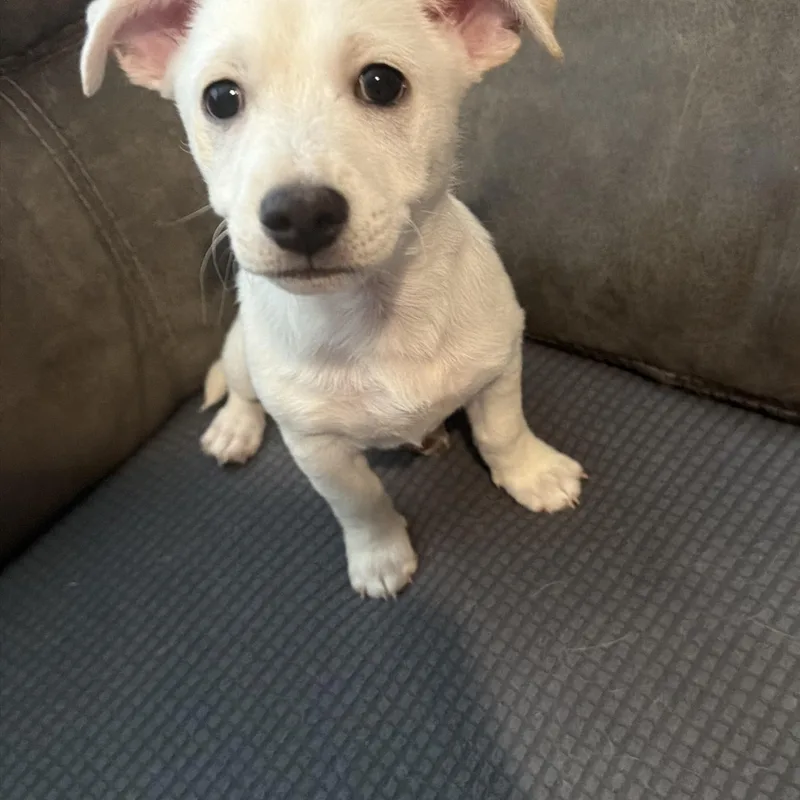 A baby small-sized male White / Cream Chihuahua dog named Sebastian for adoption in Phoenix, AZ