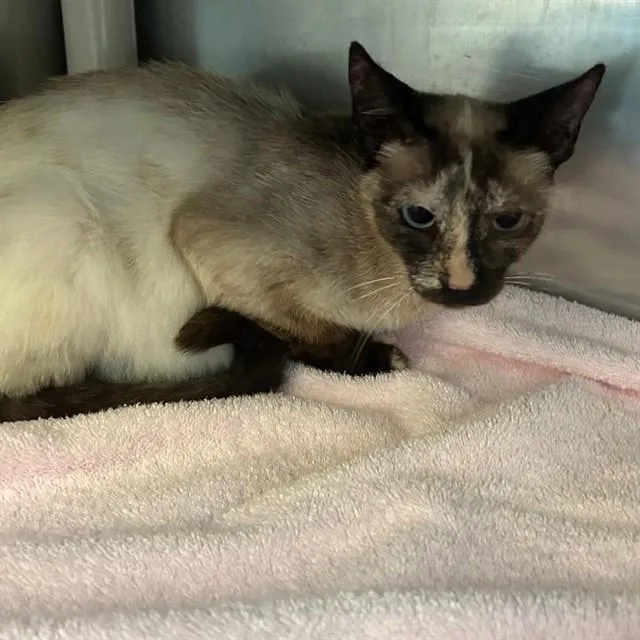 A young small-sized female Siamese cat named Flora for adoption in Alameda, CA