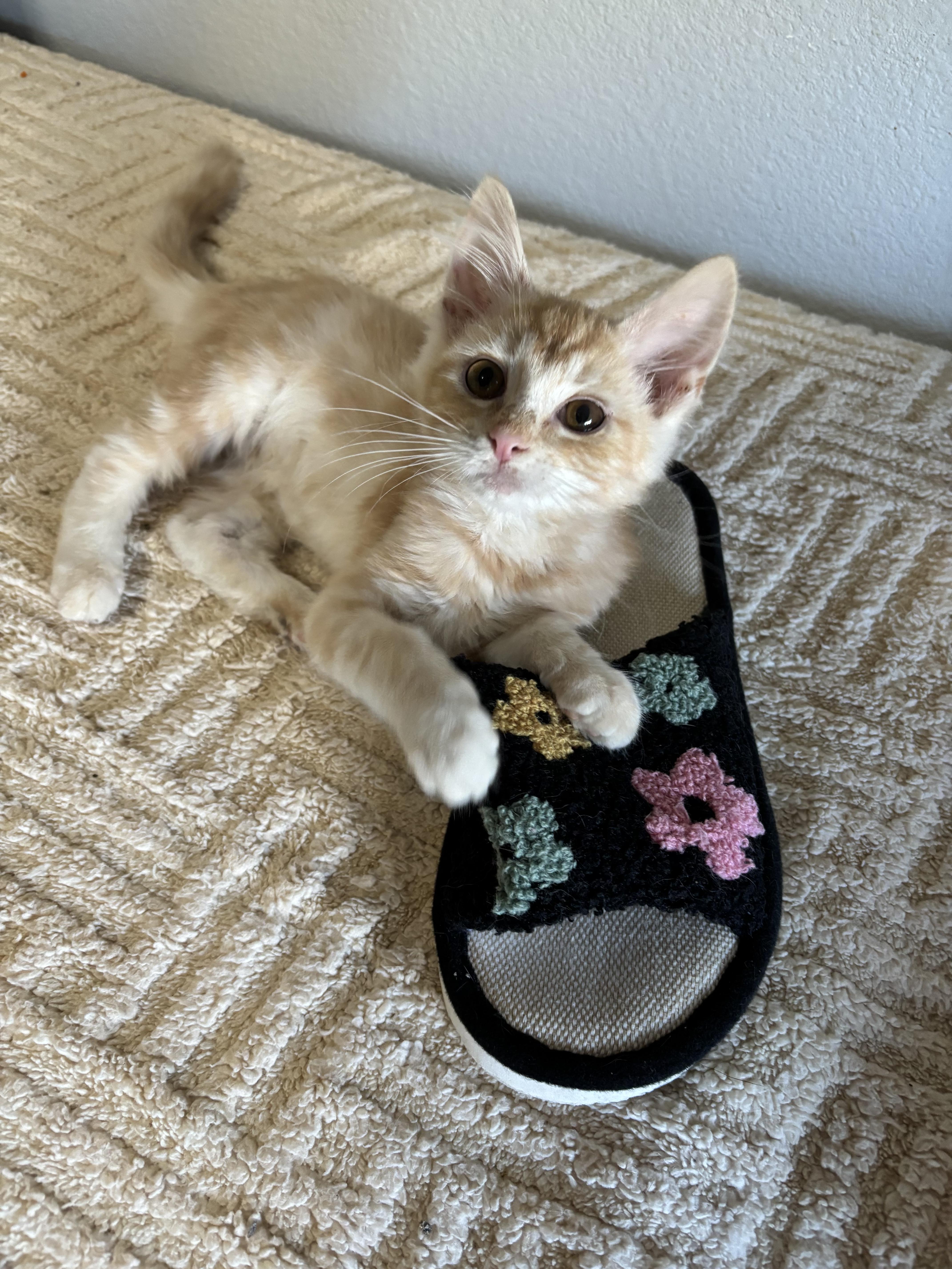 A baby medium-sized male Domestic Short Hair cat named Scout for adoption in Ephrata, WA