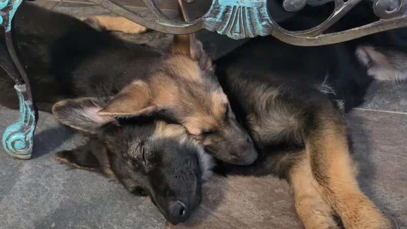 A baby large-sized female German Shepherd Dog dog named Kesa for adoption in Dallas, TX