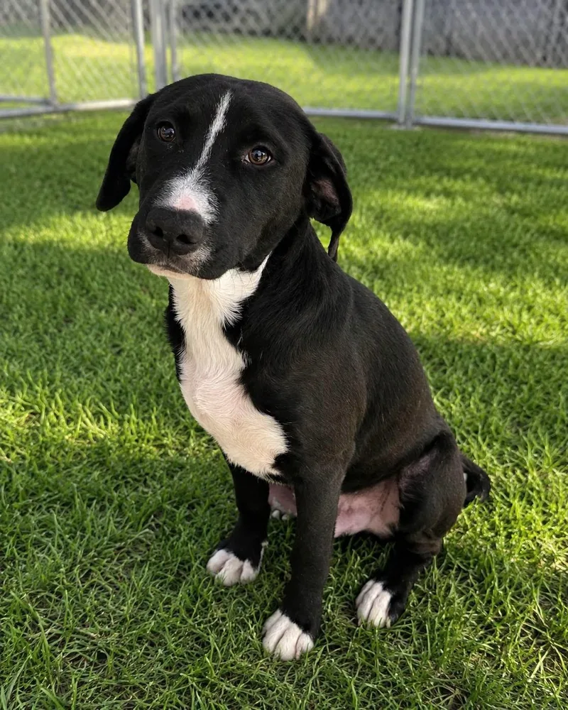 An adult medium-sized male Black Labrador Retriever dog named Fern for adoption in Orangeburg, SC