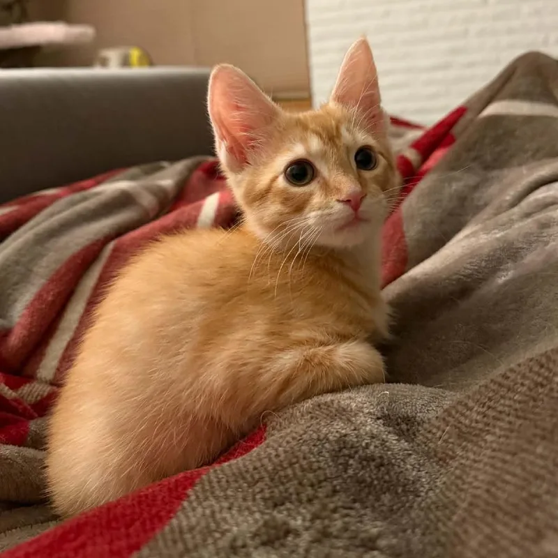 A baby small-sized male Orange / Red Domestic Short Hair cat named Simba for adoption in North Canton, OH
