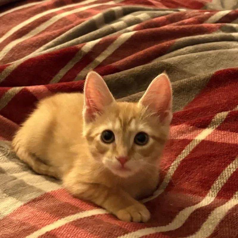 Simba thumbnail 2