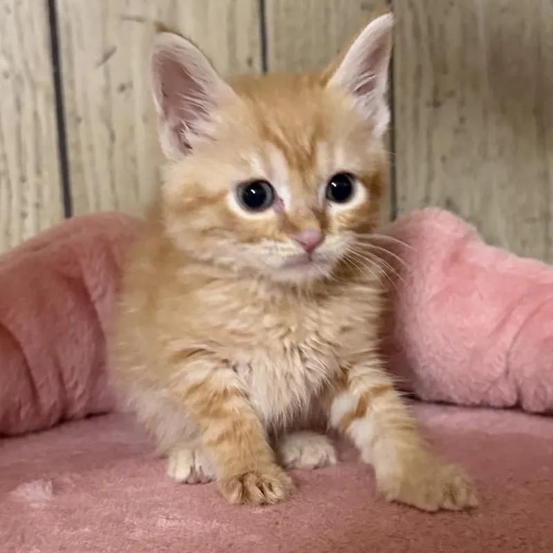 Simba thumbnail 3