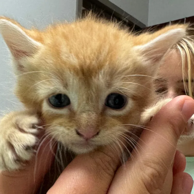 Simba thumbnail 4