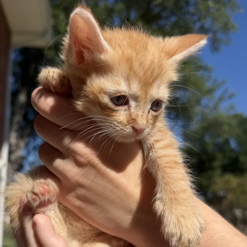 Simba thumbnail 5